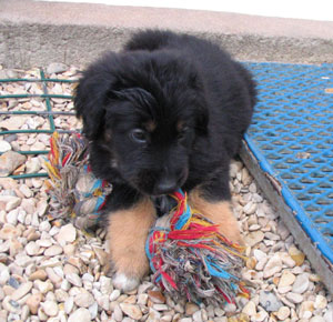 chiot de Sonate